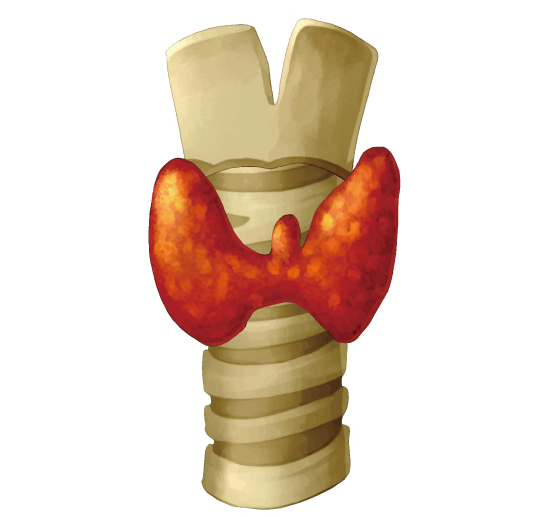 甲状腺とホルモンについて分かりやすく解説